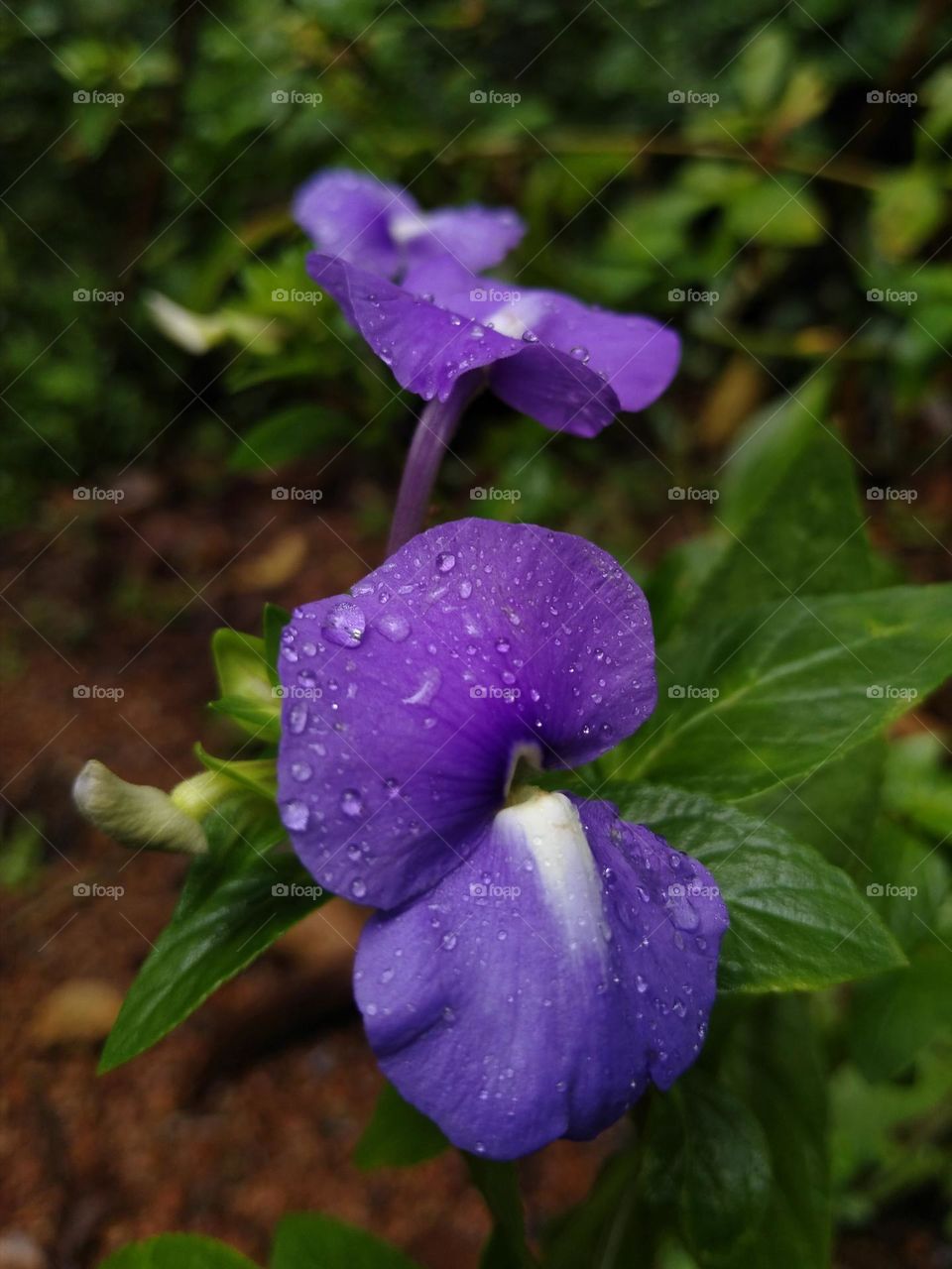 The flowers after rain.