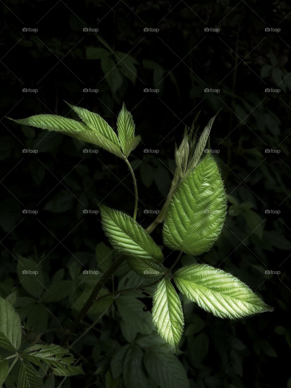 Leaf Forms
