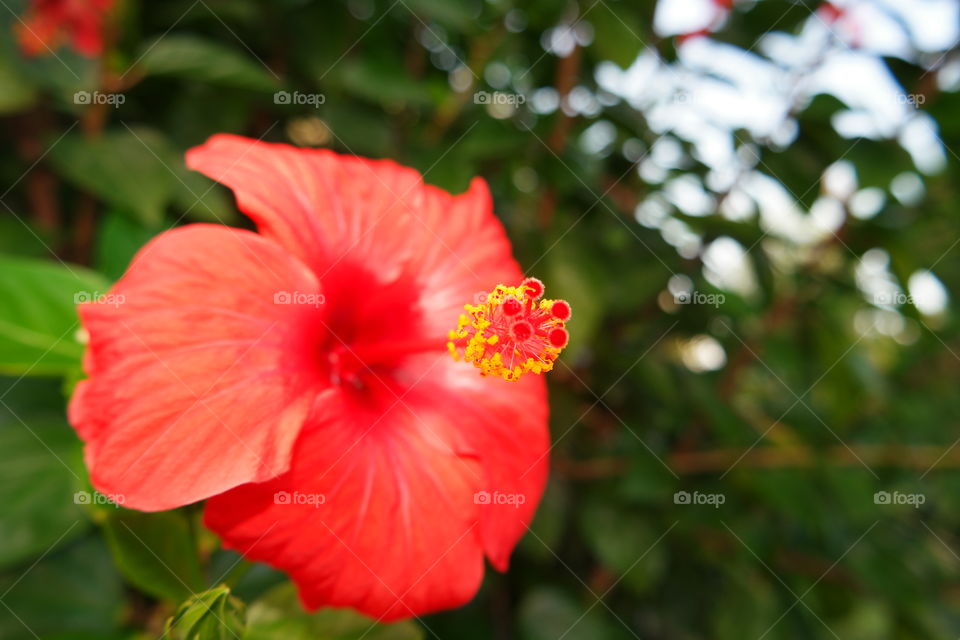 hibiscus