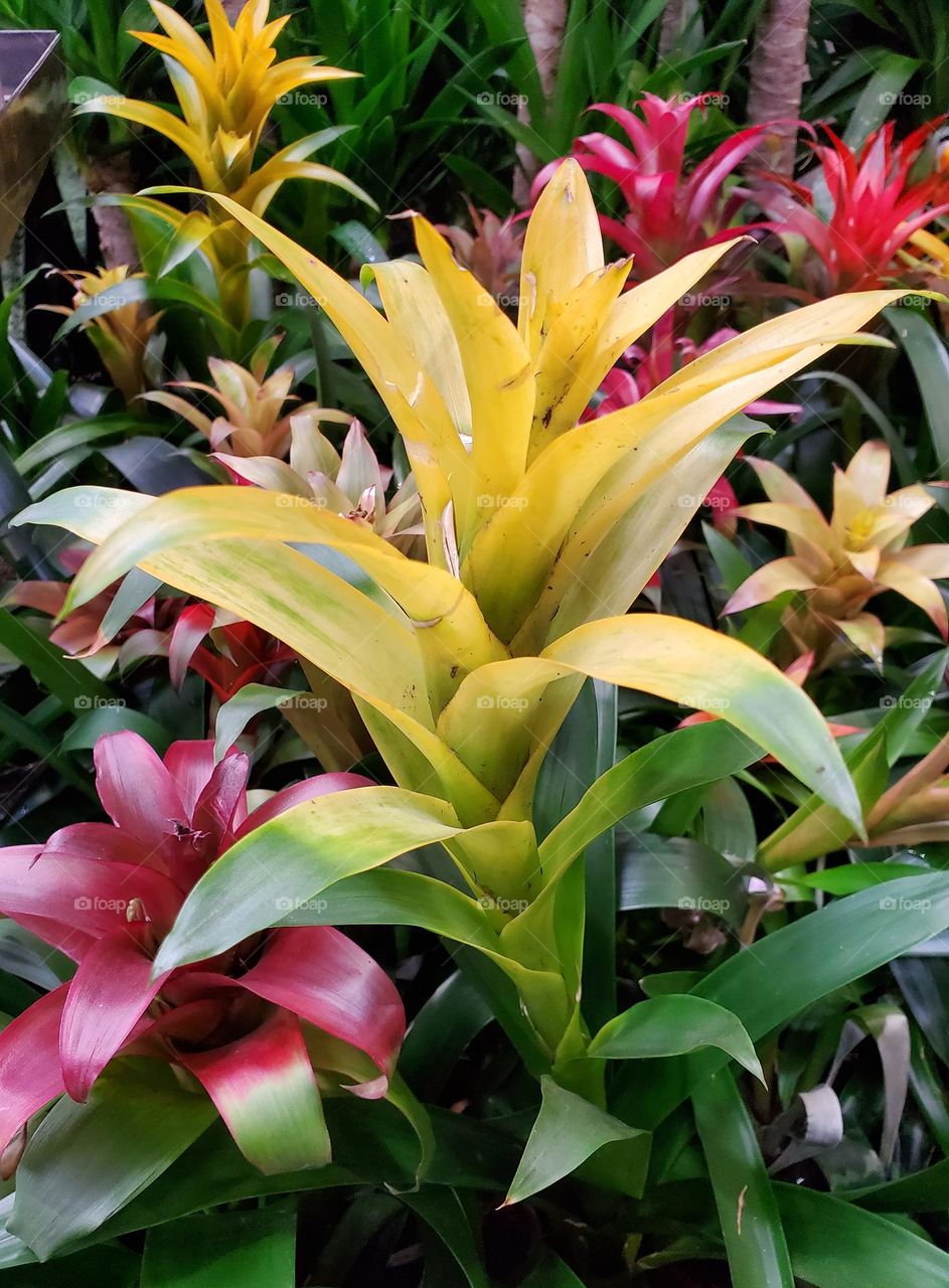 Yellow Bromeliad in Bloom
