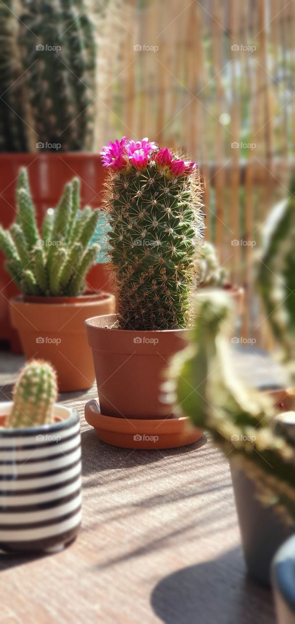 Cactus en fleur