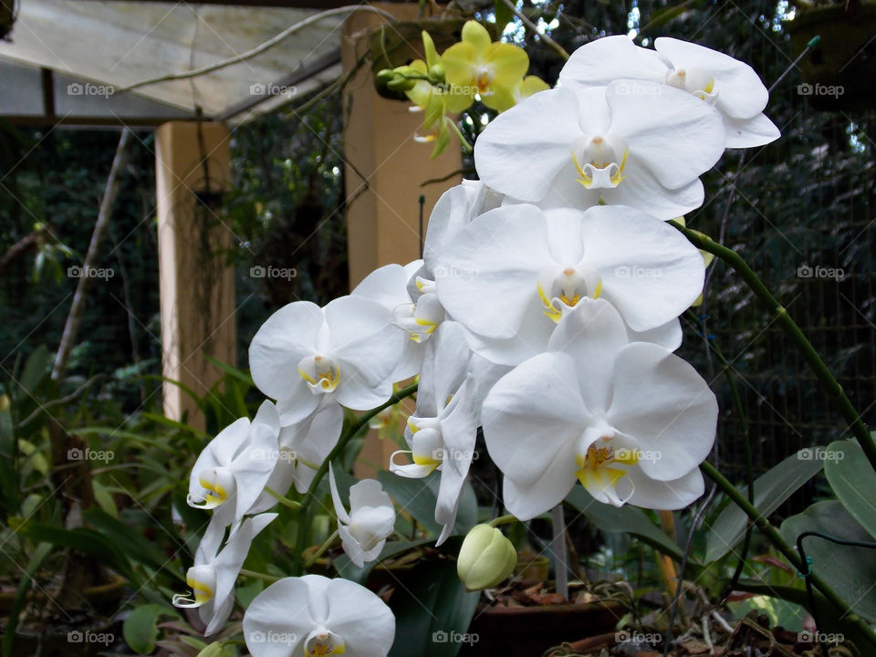 White orchids in the Botanical Garden.