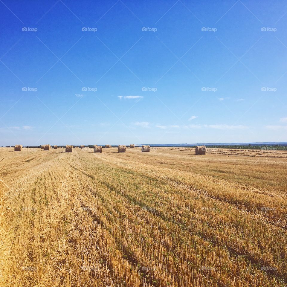 Wheat harvesting 