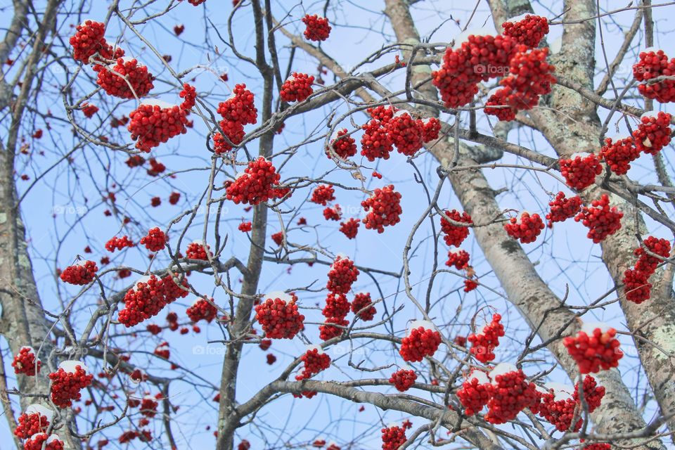 Winter Berries