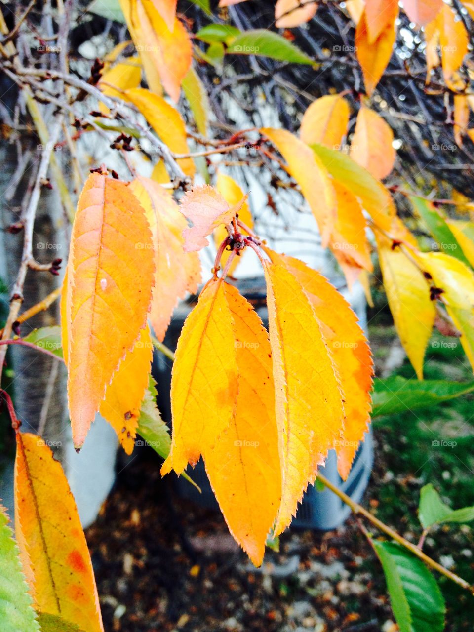 Golden leaves 