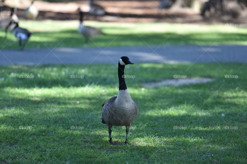 Ducks in park