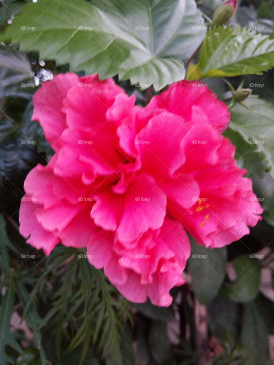 Flower, Nature, Flora, No Person, Leaf