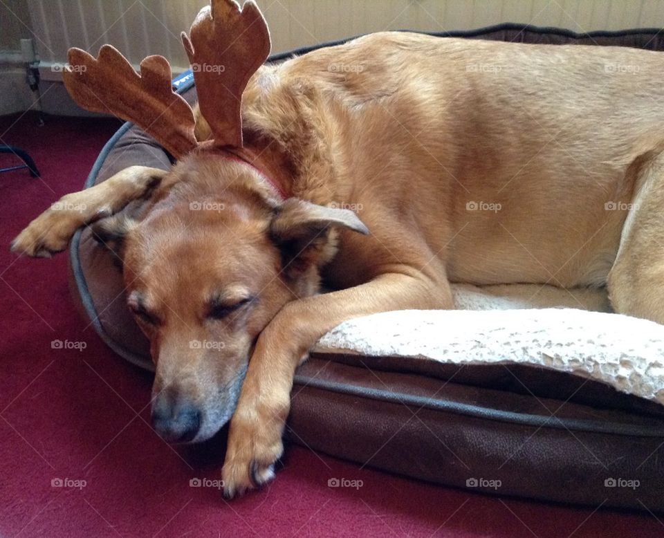 Sleeping reindeer 