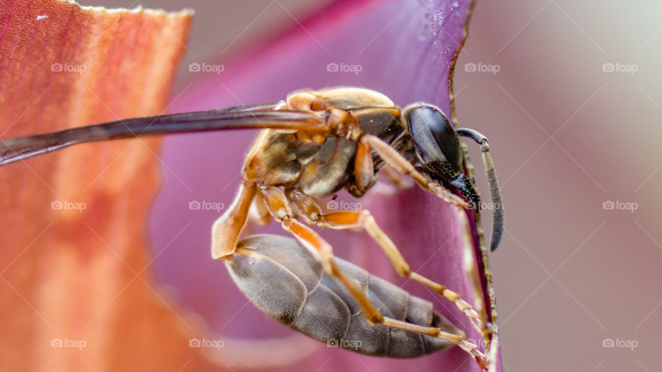 Avispa comiendo..