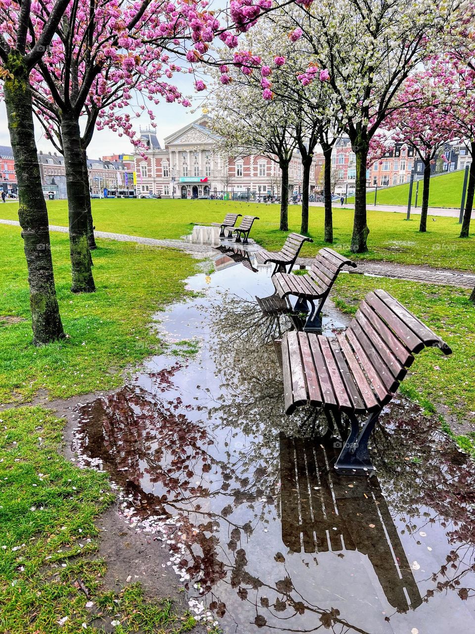 Beautiful spring city view with sakura cherry blossom blooming trees growing on the green lawn and park benches reflecting in the still puddle