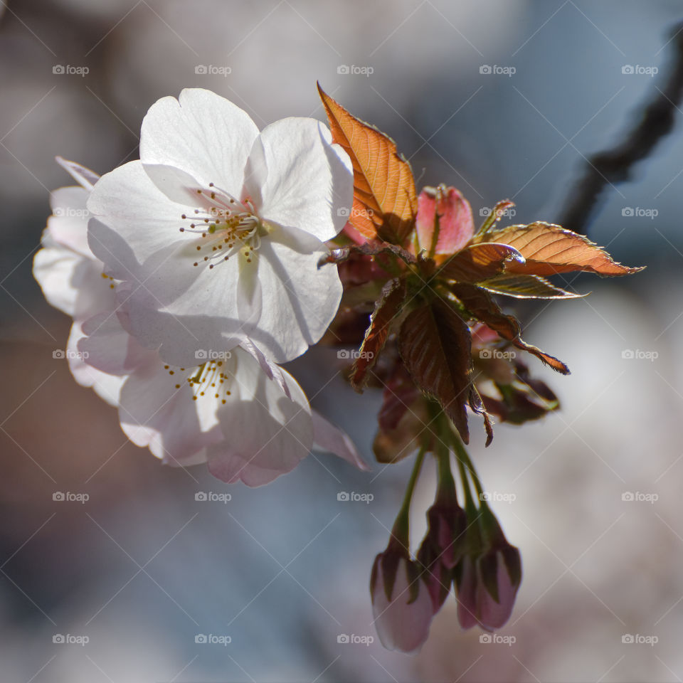 Late in the Hanami season, leaves have started to replace cherry blossoms 