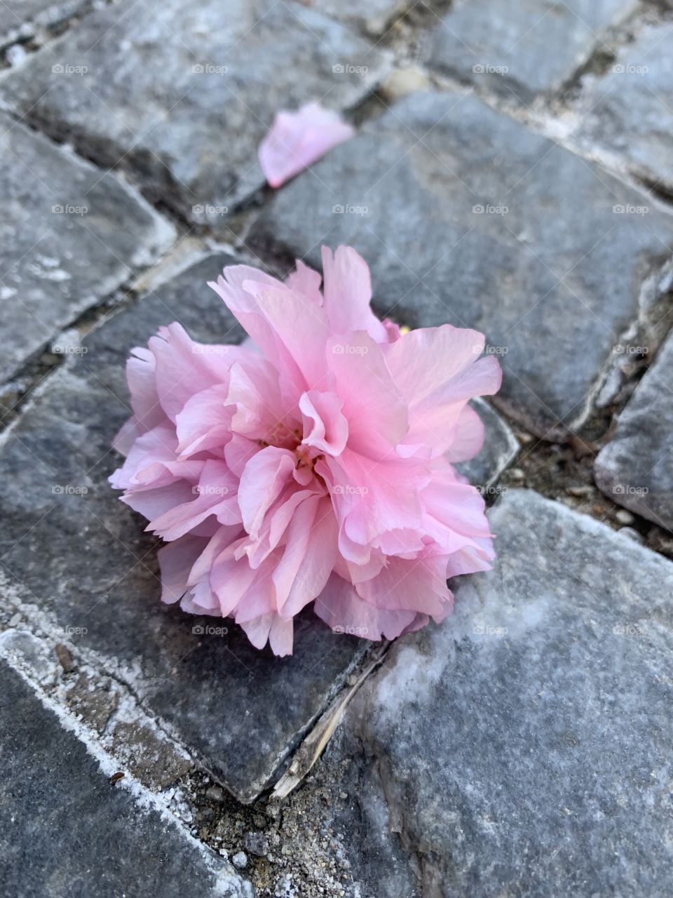 A flower on the sidewalk in Europe. 