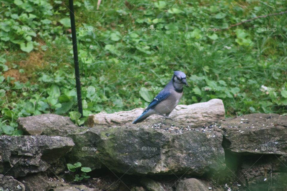 Blue jay just hanging out