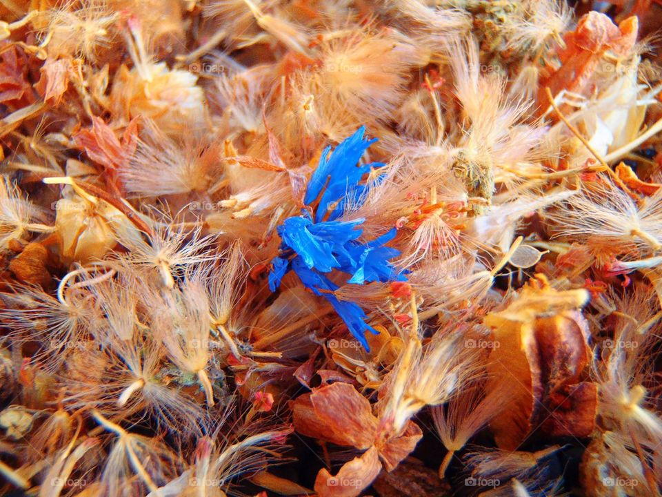 Dried flowers and seeds