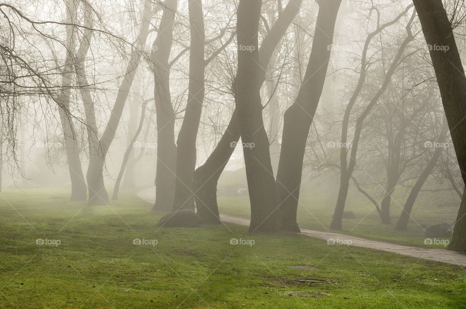 Landscape, Fog, Tree, Mist, Dawn