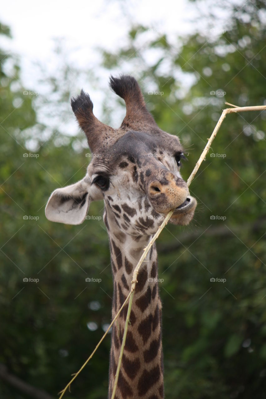 Portrait of a giraffe eating