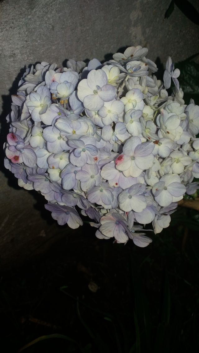 Flores minimalista