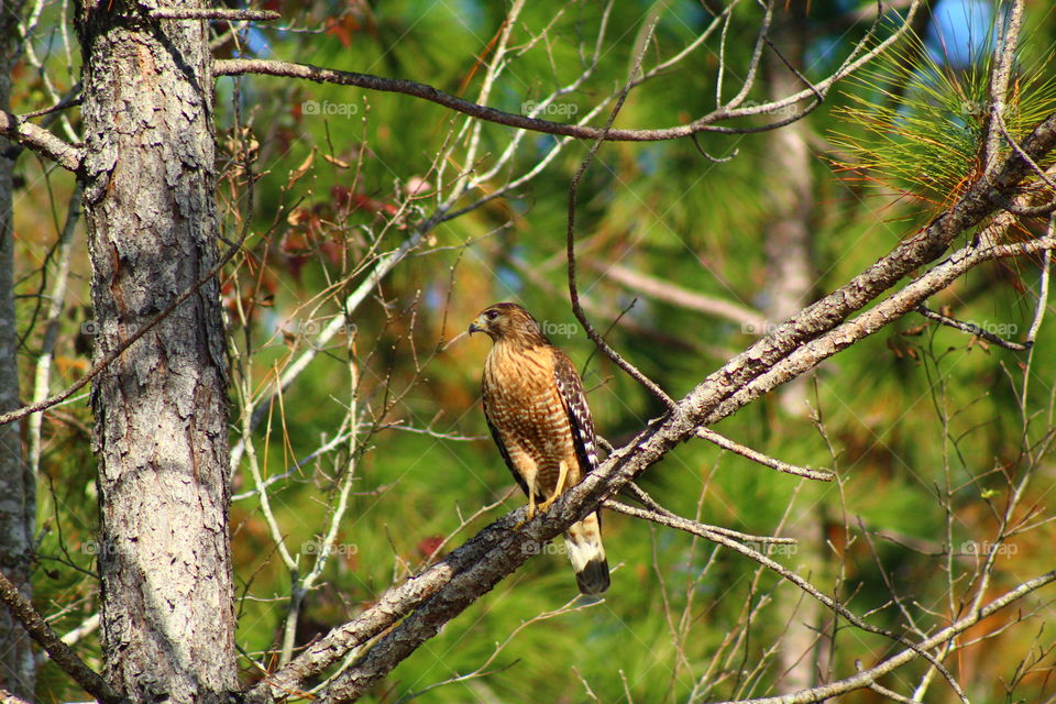 Curious Hawk Sitting on a Tree