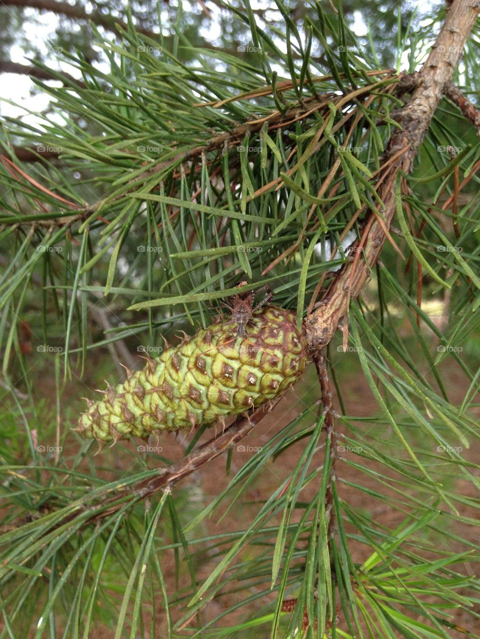 Close-up of pin cone