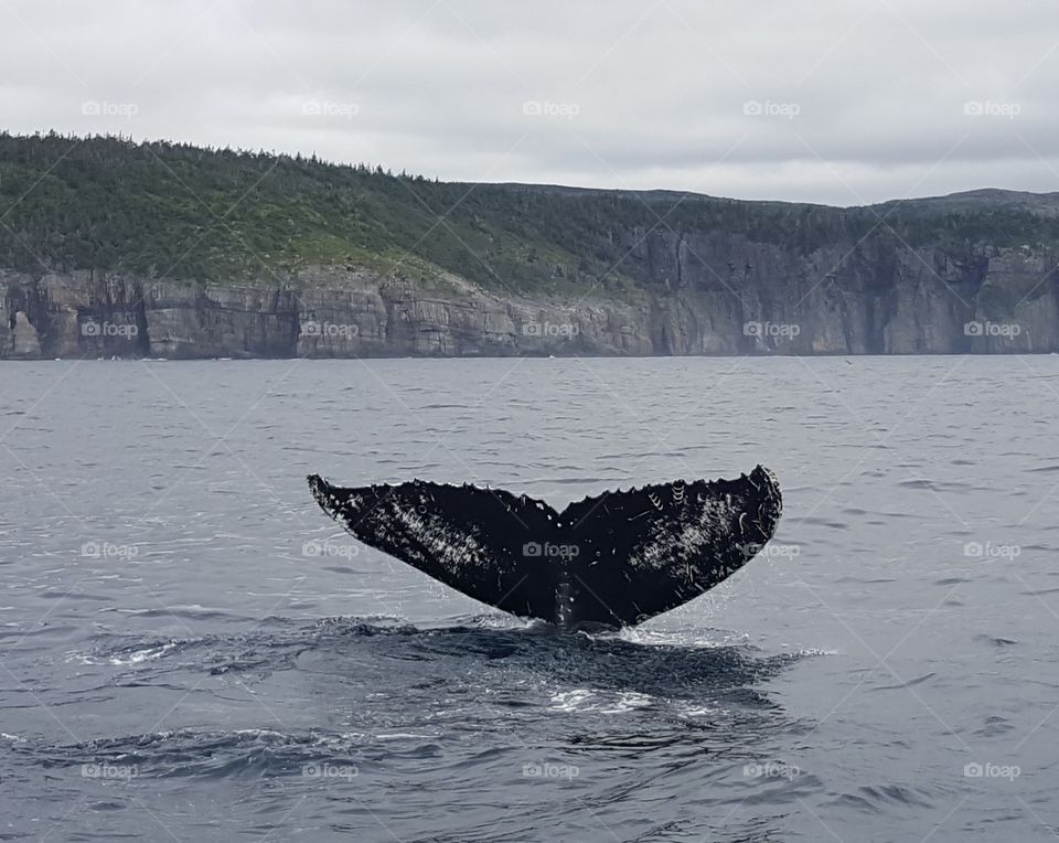 humpback whale