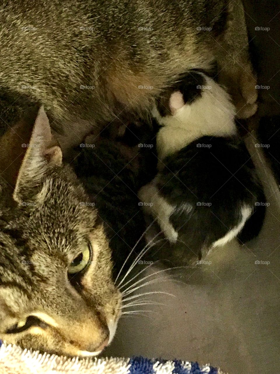 Mom cat safe inside caring for her two newborn kittens.