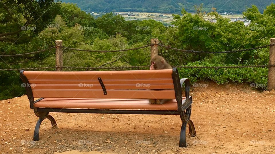 Monkey sitting on a bench at Iwatayama Monkey Park in Kyoto. It's a 20 minute walk up to this point. 