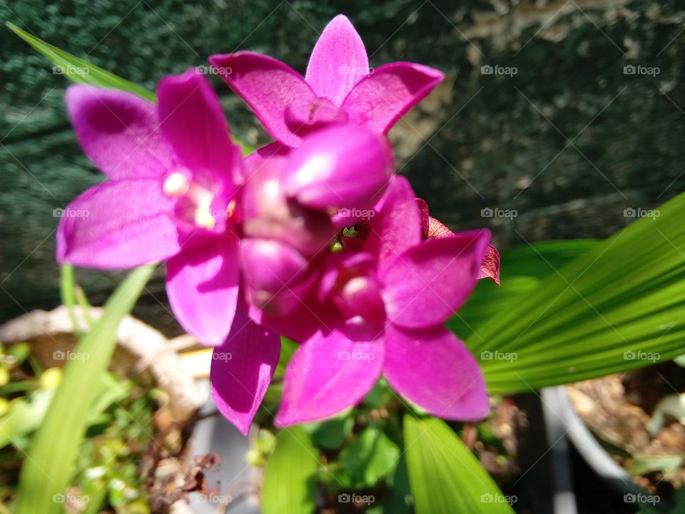 Orchid