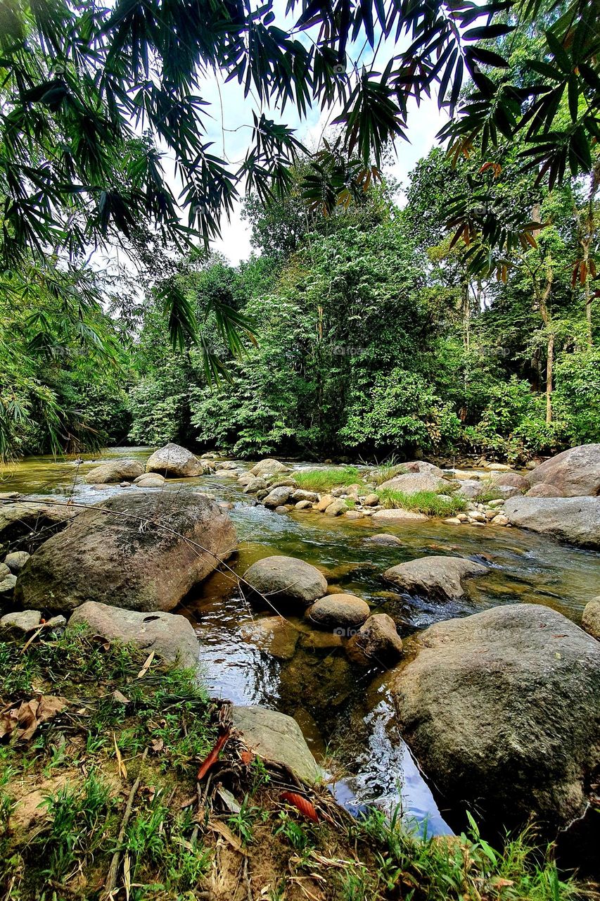 Riverflow in the Rain Forest