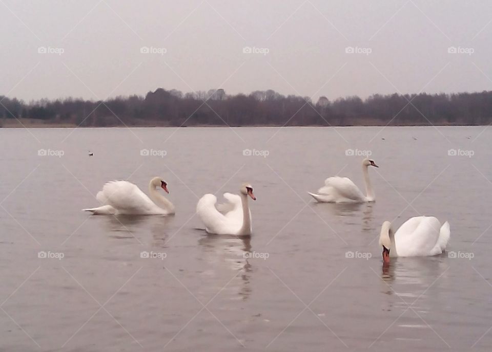 Swan, Bird, Lake, Goose, Water