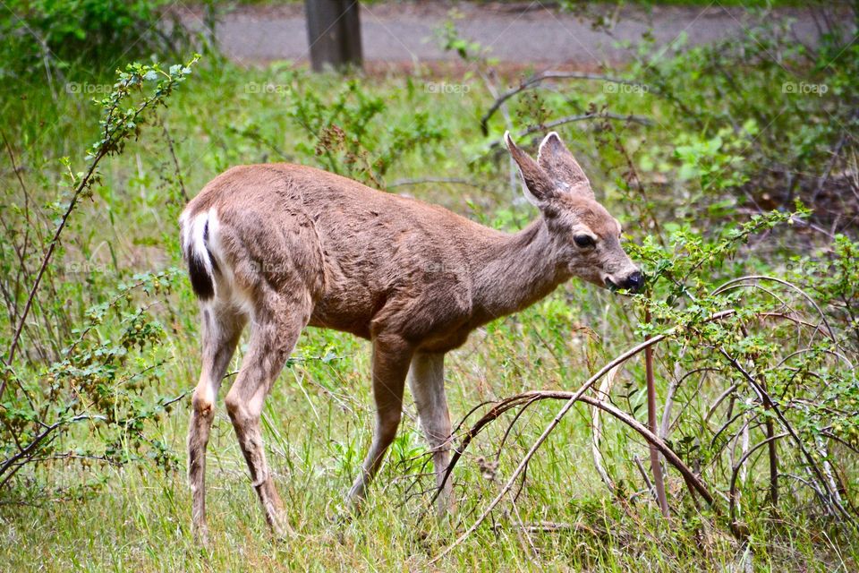 A cute and beautiful little deer in Yosemite eating breakfast 