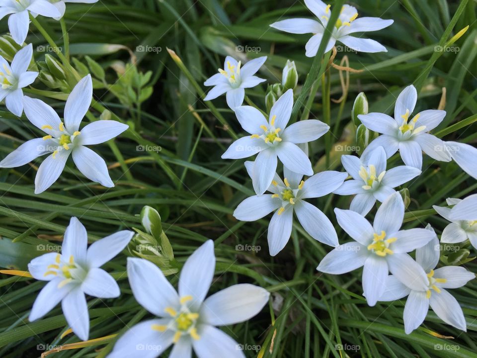 Overhead view of white flower