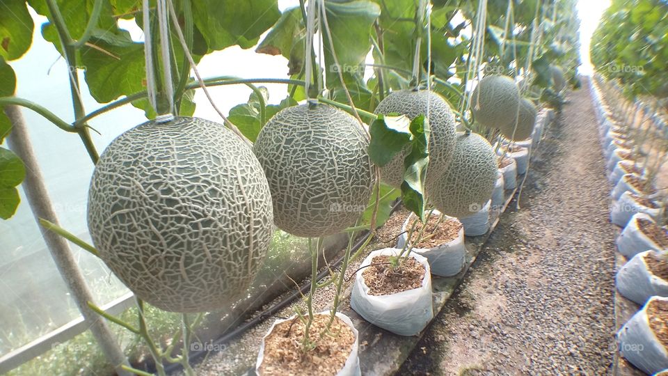 Melon Farm