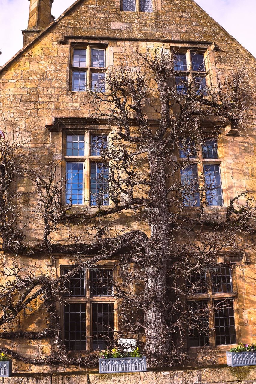 A beautiful old tree makes the house look like a fairytale