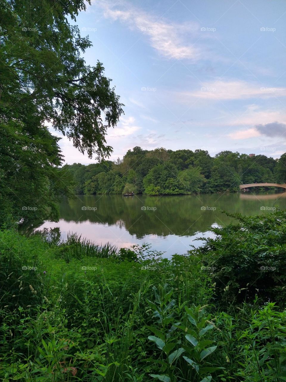 Scene from My Hike in Central Park NYC