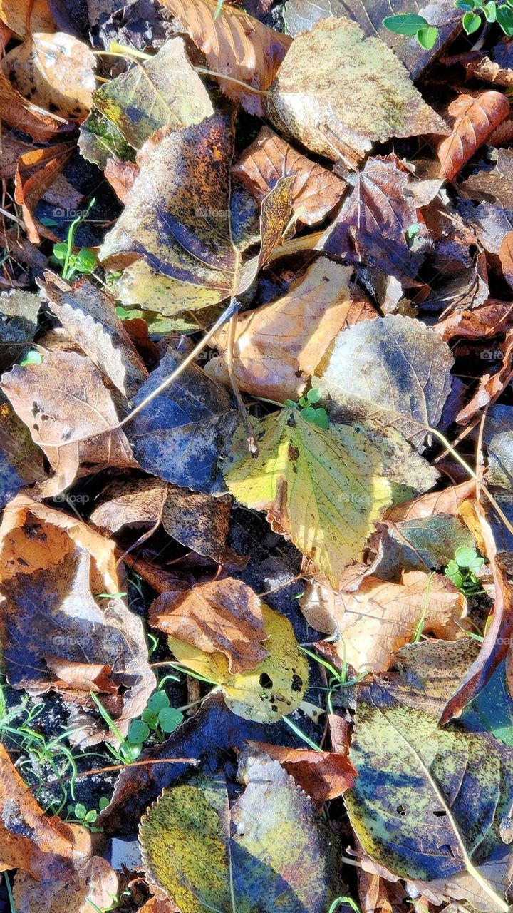 Autumn colorful leaves