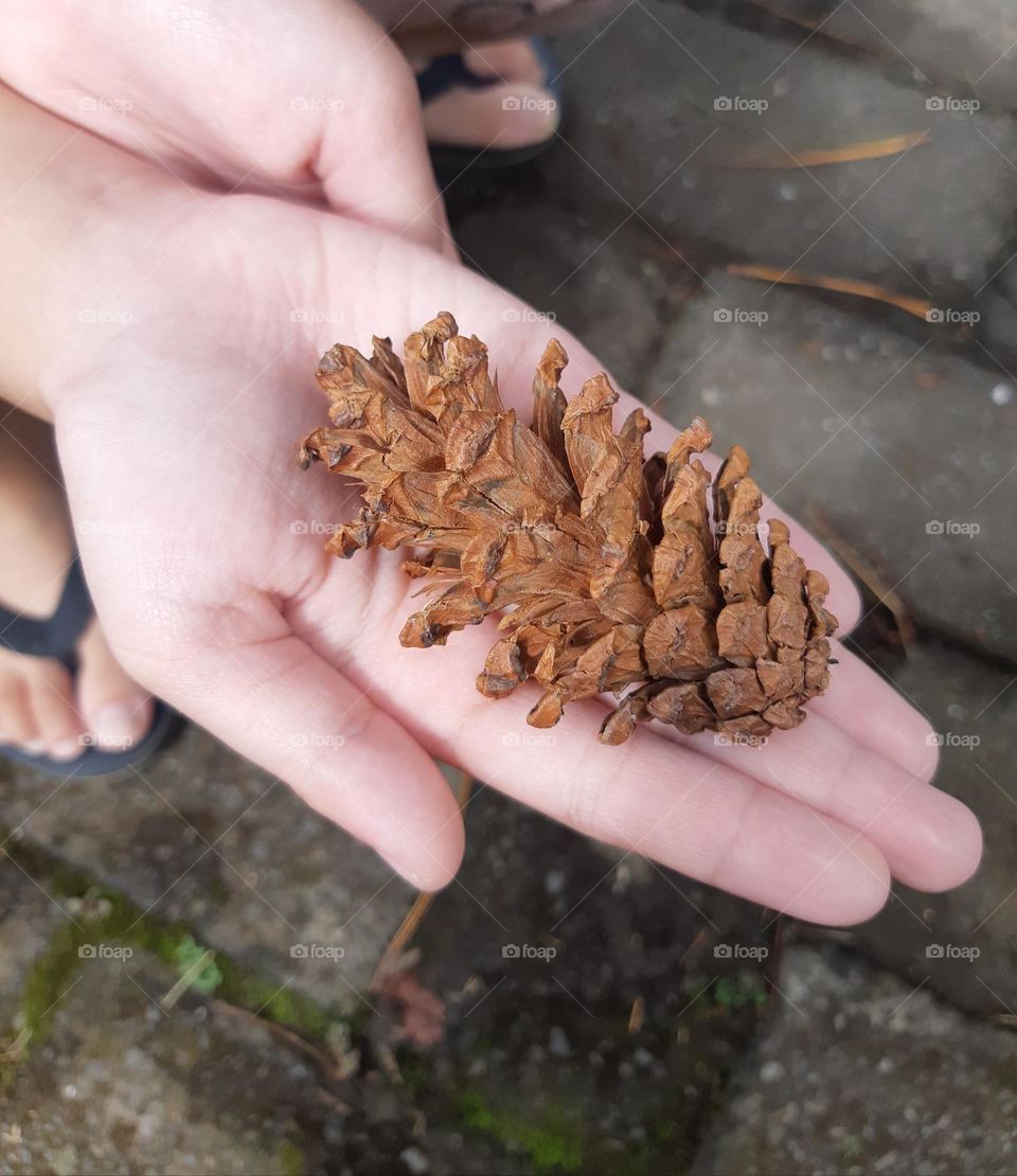 Dried pine cone in the palm of a hand