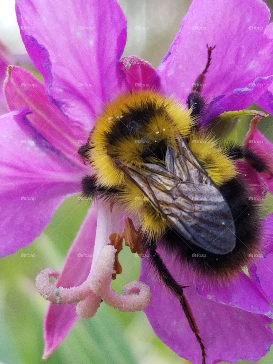 Bumblebee on fireweed
