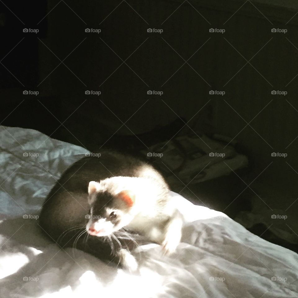 Ferret crawling on the bed.