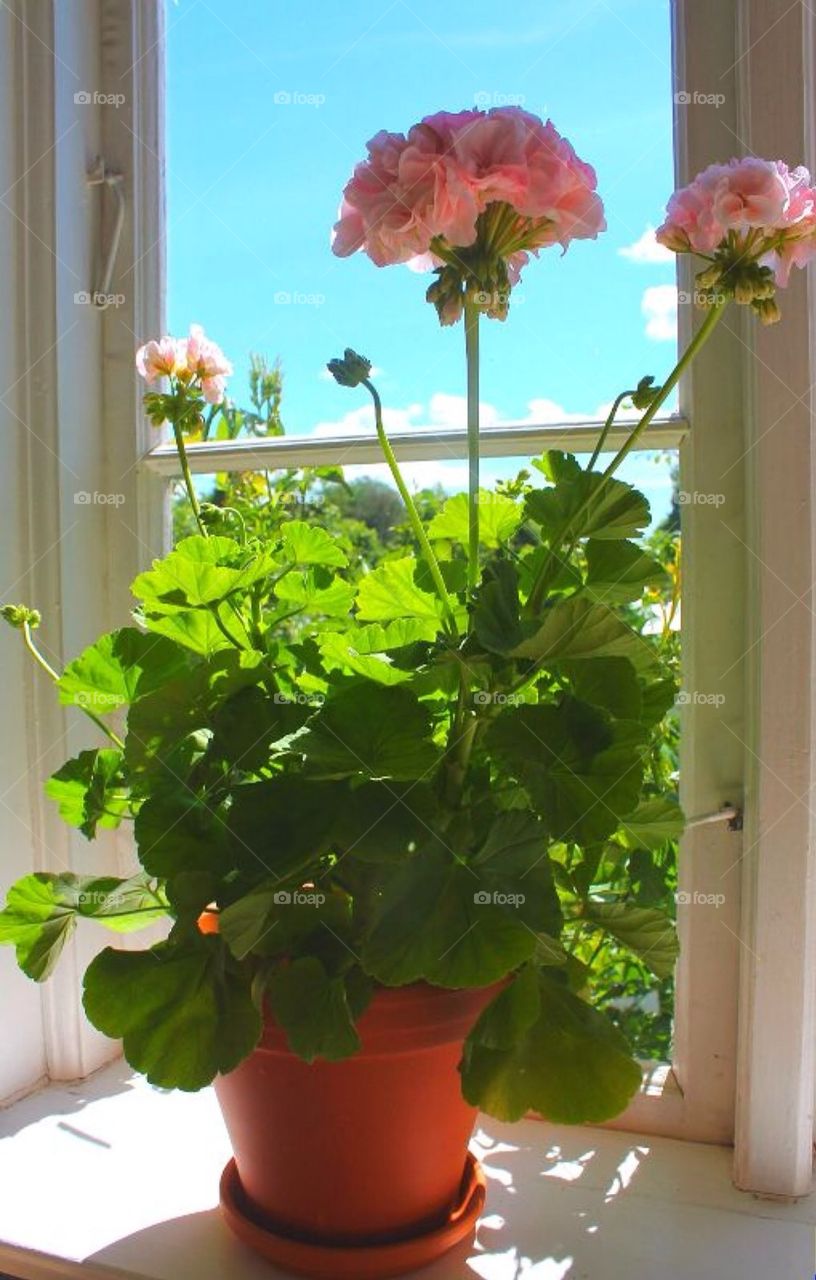 Pelargonium in my window