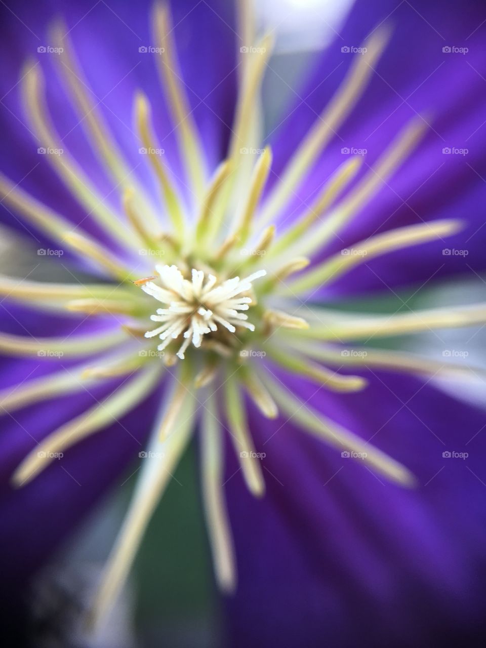 Clematis closeup