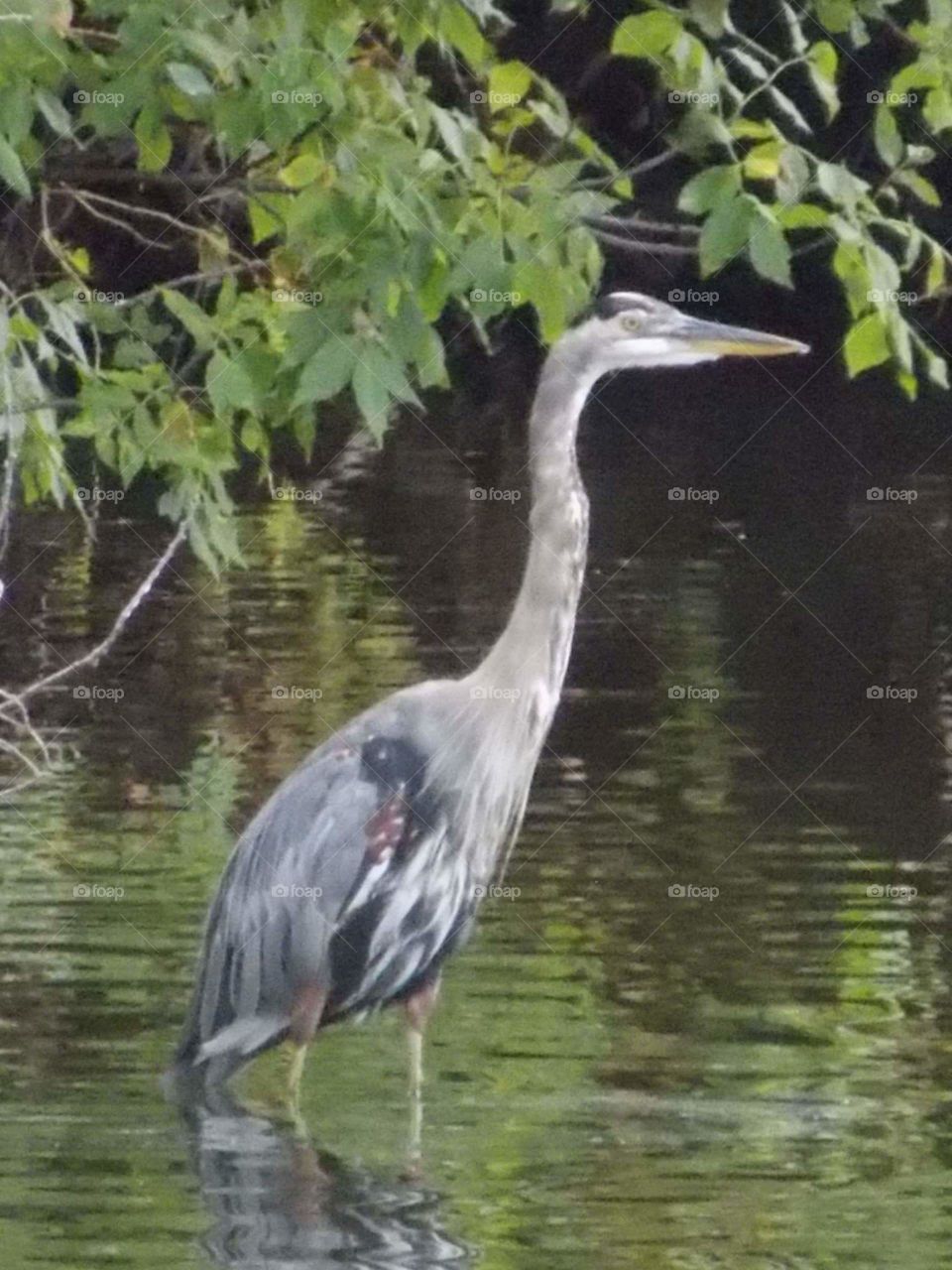 heron
