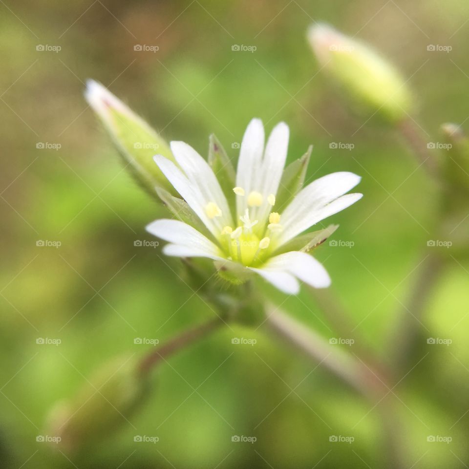 Tiny white wildflower