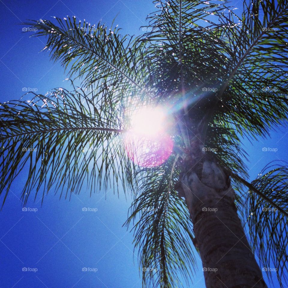 The Florida sun through a palm tree
