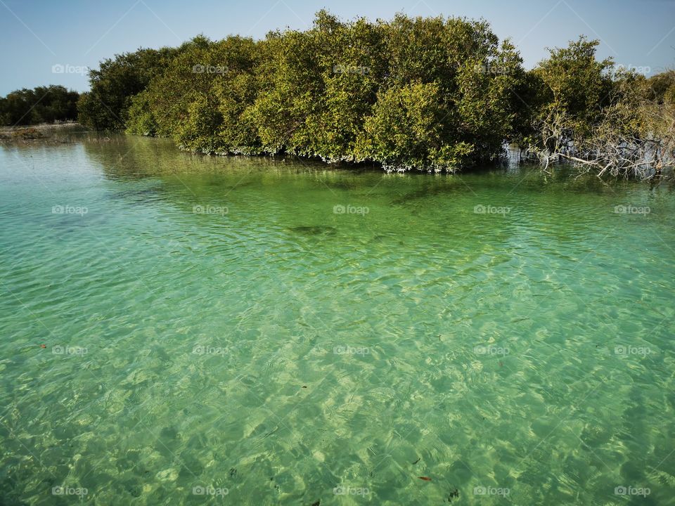 Spectacular view of mangrove forest in Abudhabi, UAE.