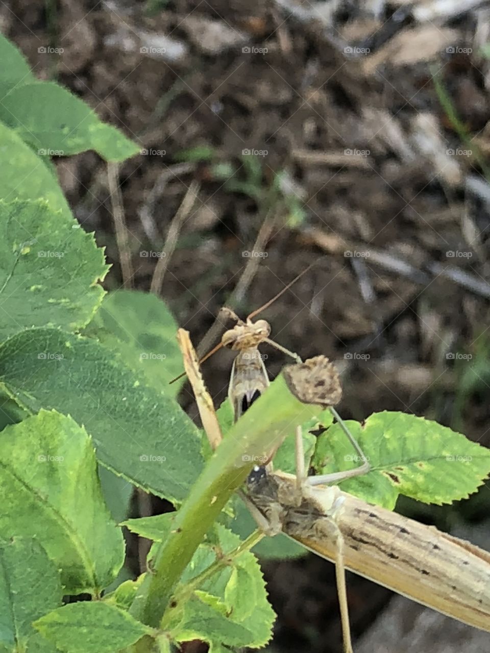 Preying mantis
