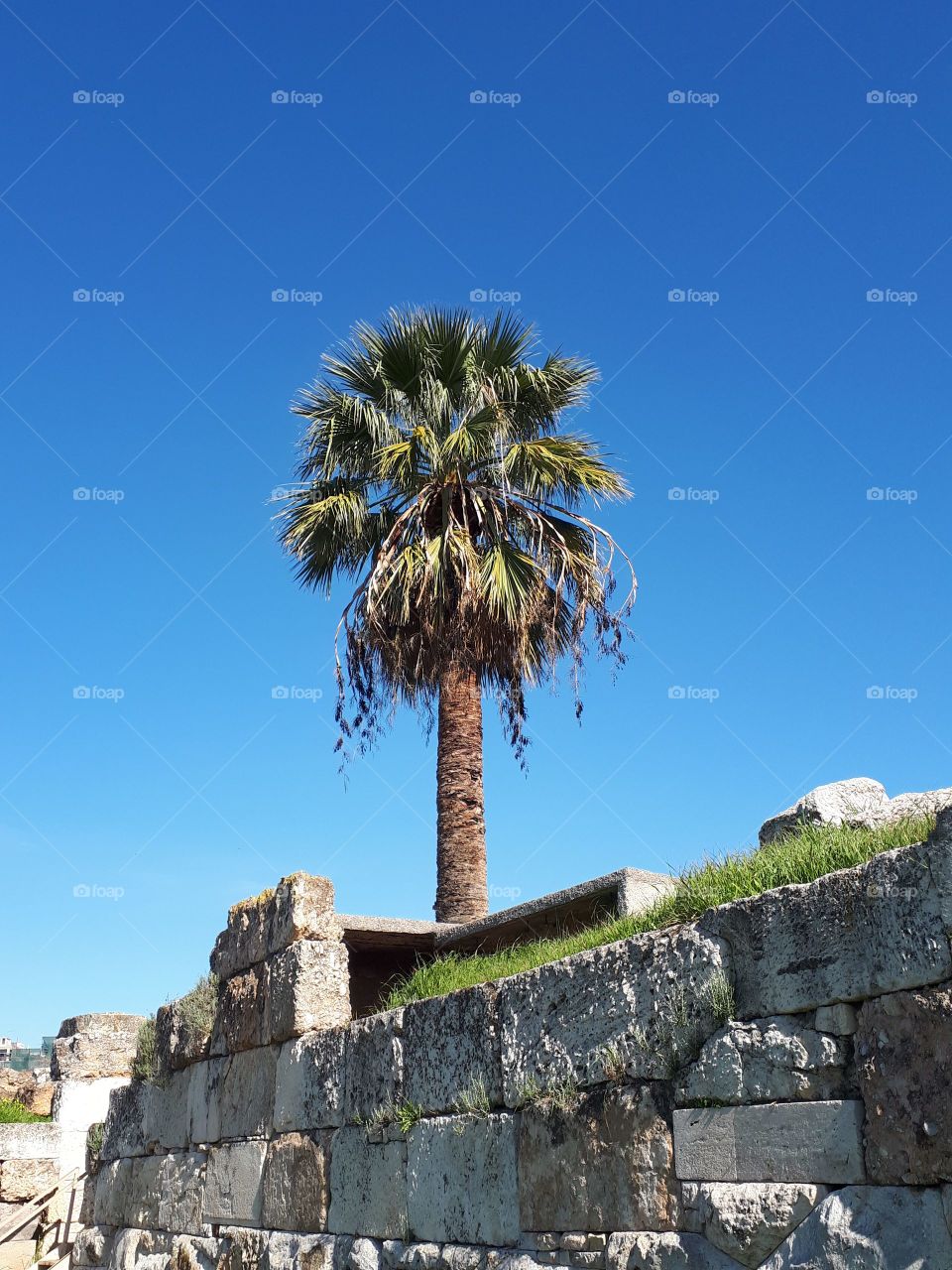 Palm in the ancient city