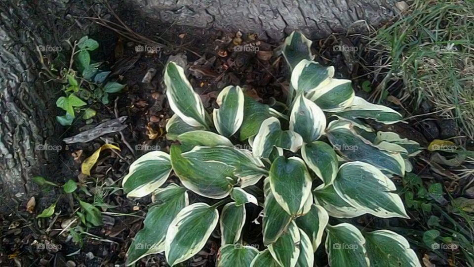 ground cover plant at base of tree