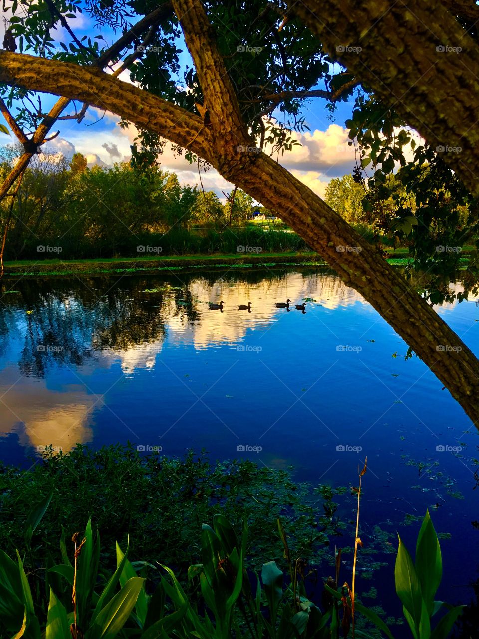 Lake with ducks, beautiful sky, clouds and reflections 