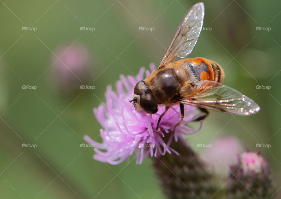 Bee On Flower
