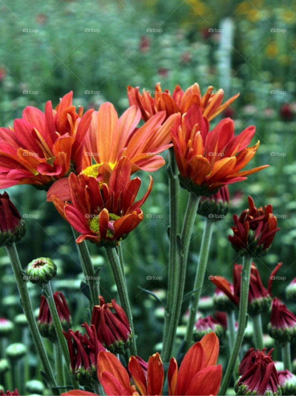 Brazilian flowers inside the lake 
